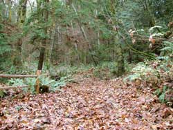 Looking up the driveway toward the homesite
November 2006
